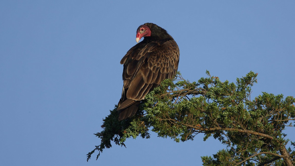 Turkey Vulture - ML619728942