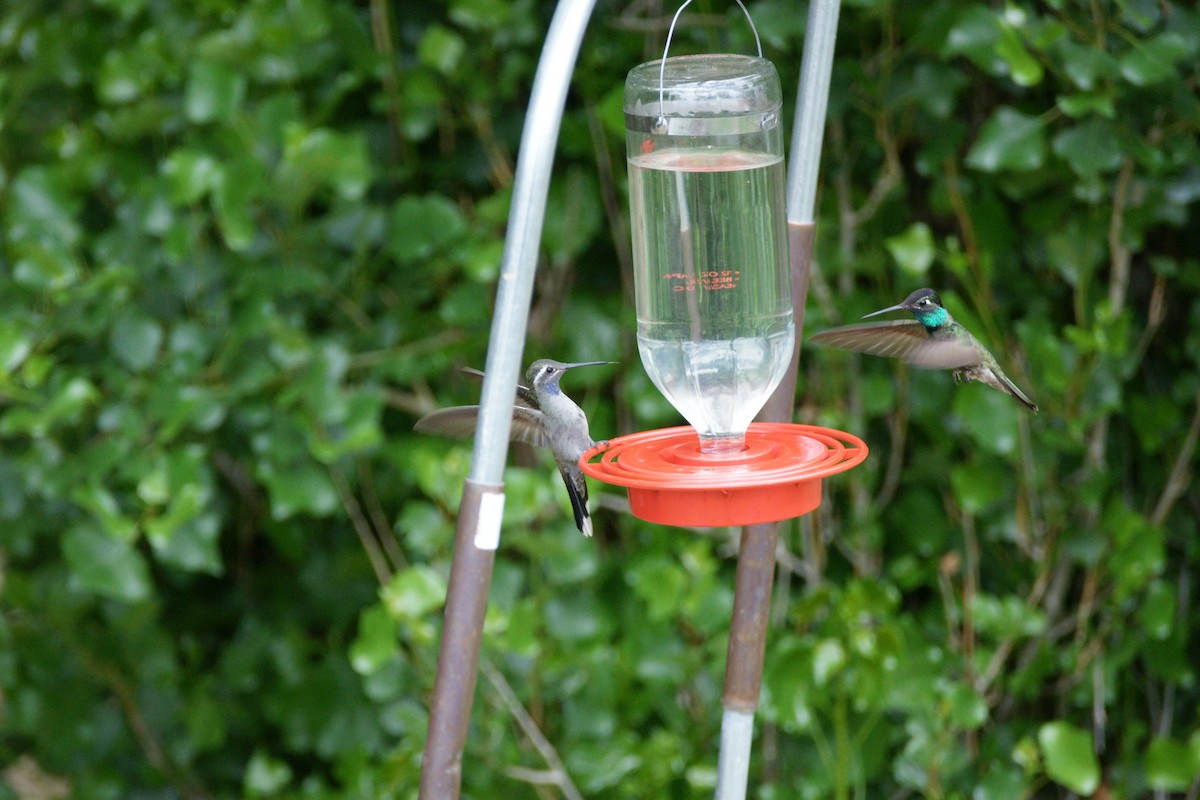 kolibřík skvostný - ML619728947