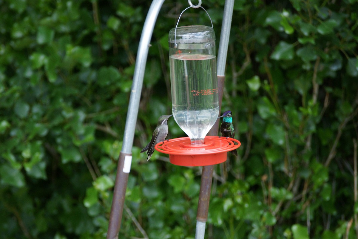 kolibřík skvostný - ML619728953
