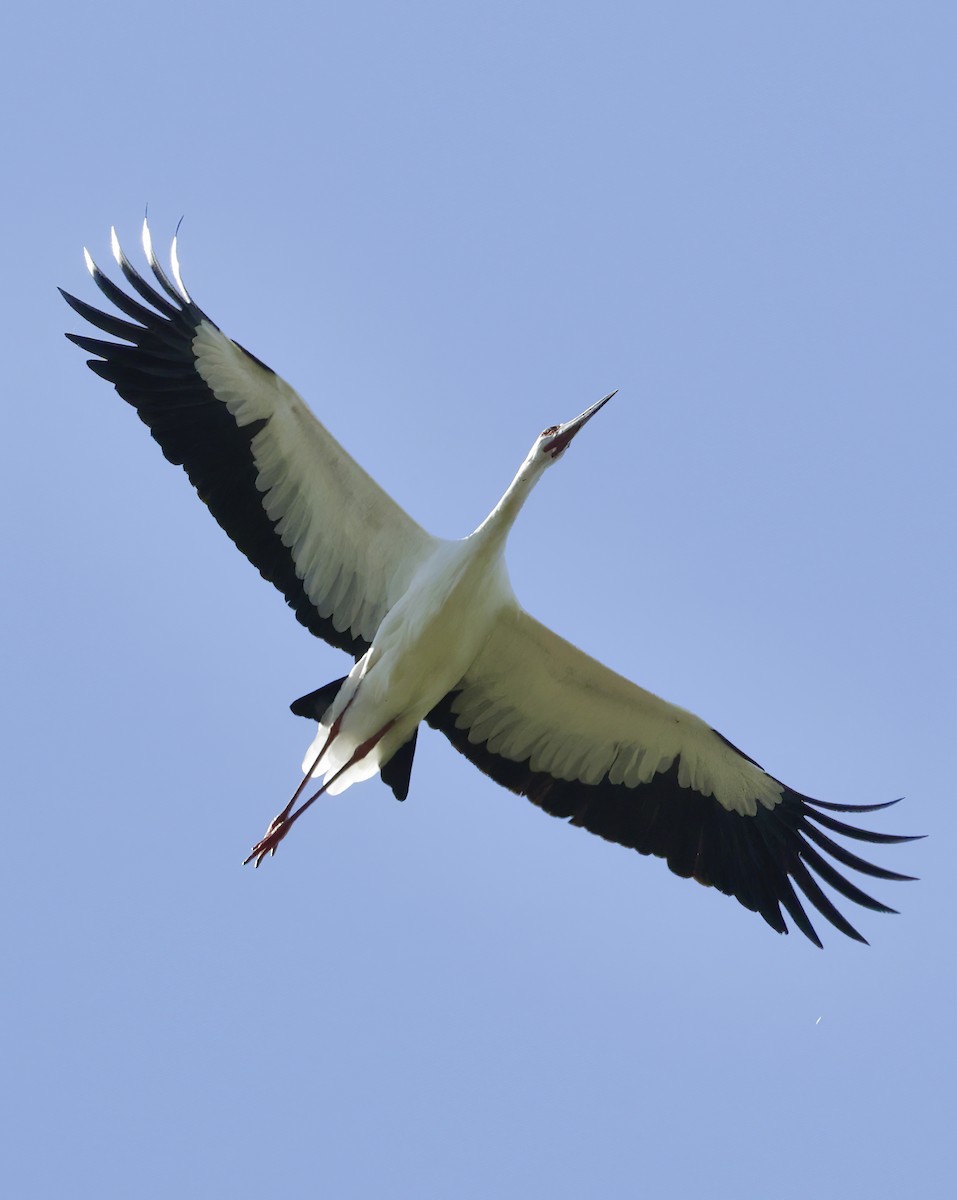 Maguari Stork - ML619728977
