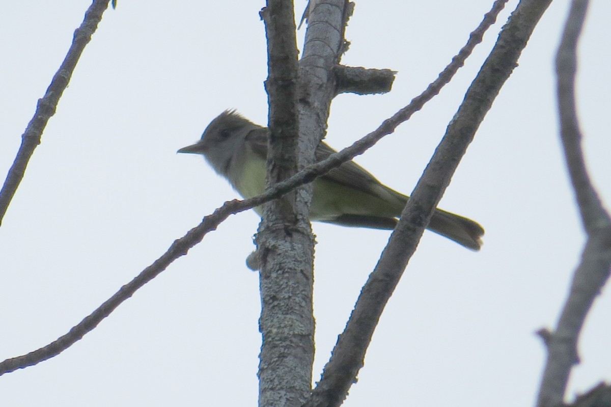 Great Crested Flycatcher - ML619729005