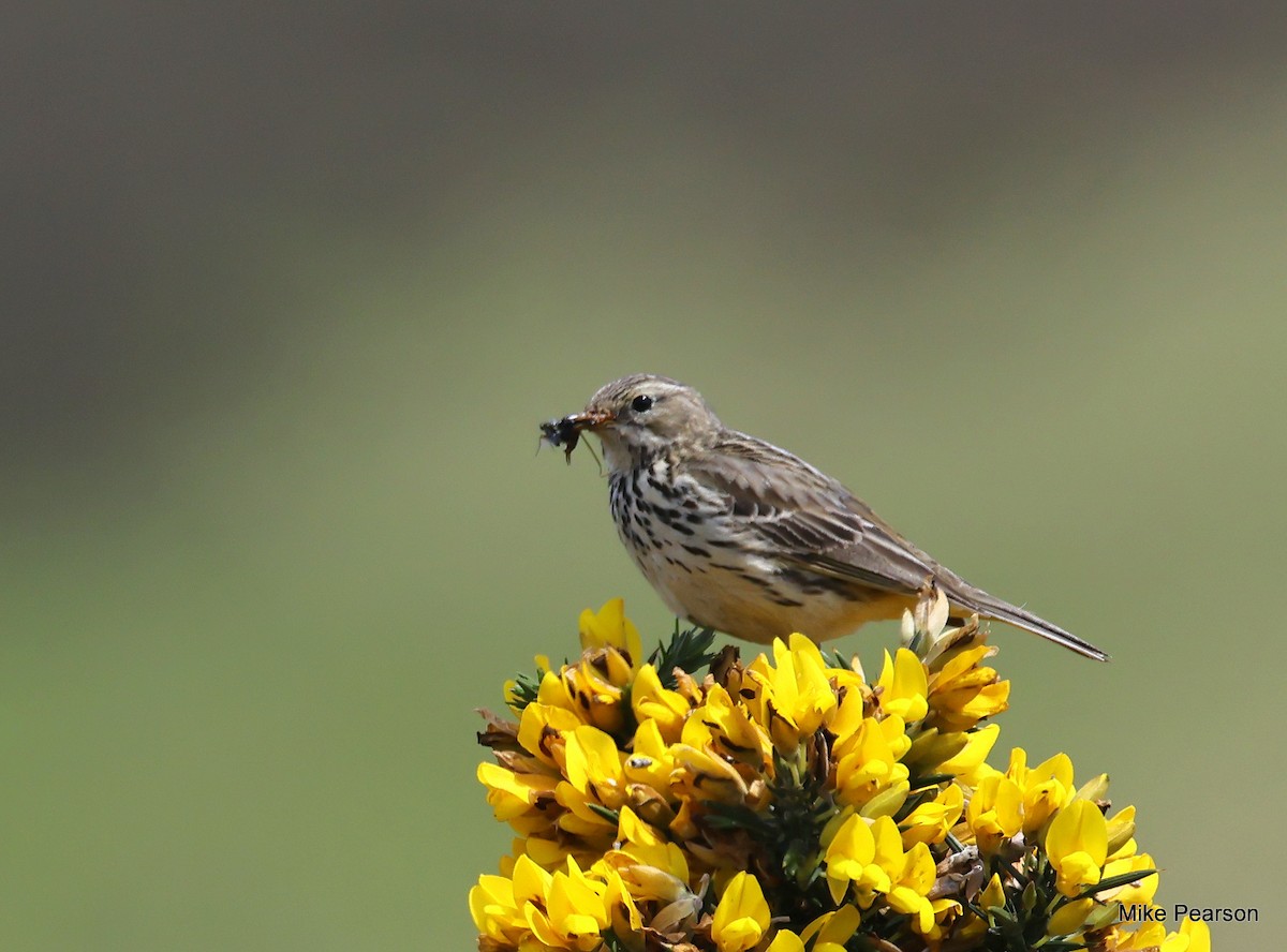 Meadow Pipit - ML619729044