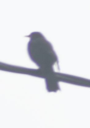 Eurasian Blackbird - ML619729049