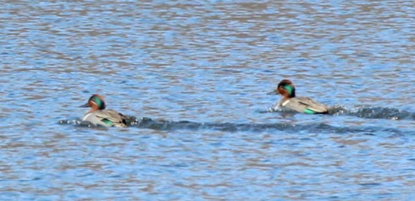 Green-winged Teal - ML619729066
