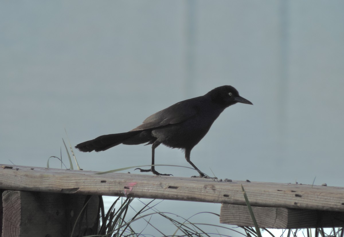 Great-tailed Grackle - ML619729069