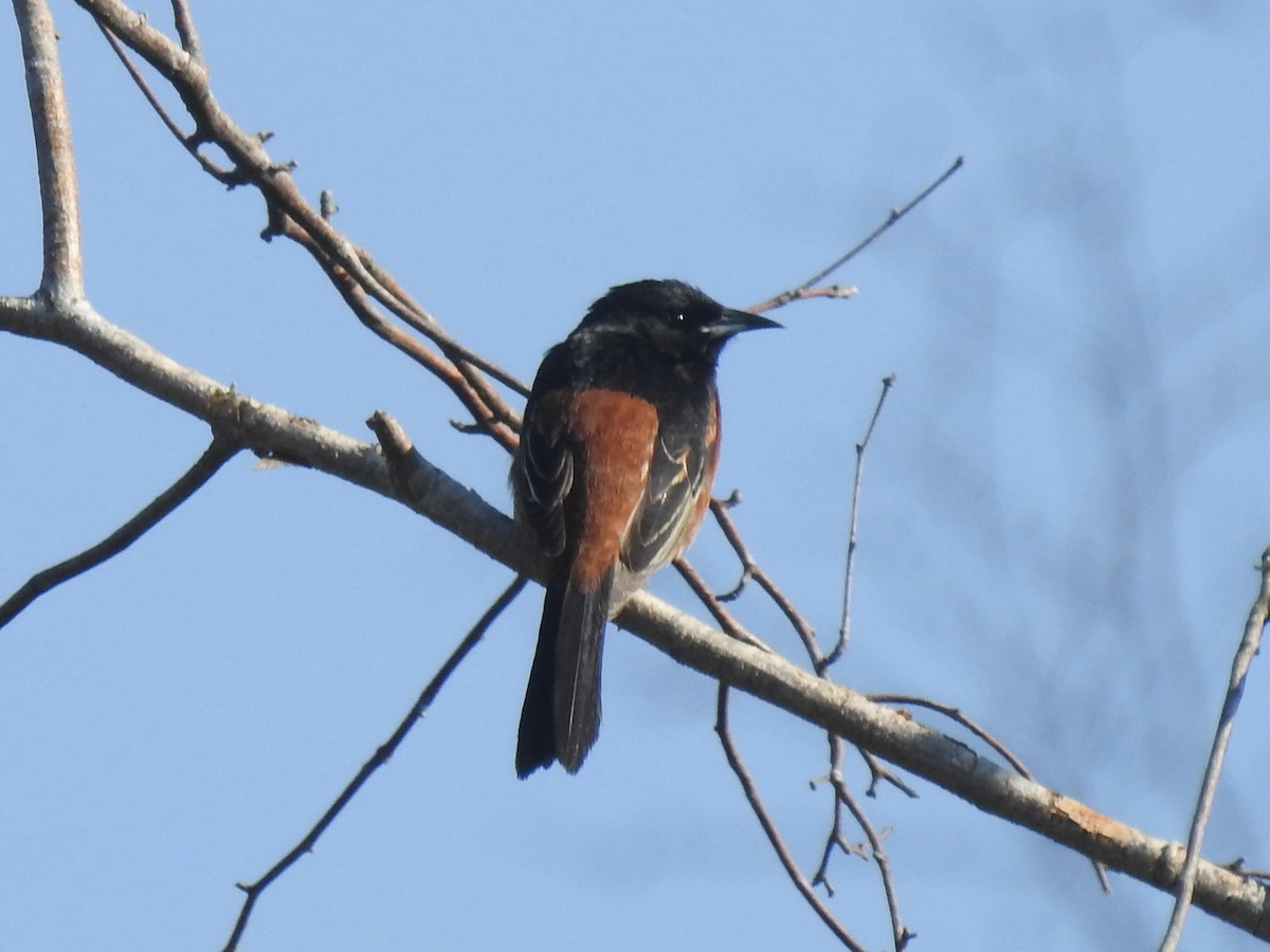 Orchard Oriole - ML619729090