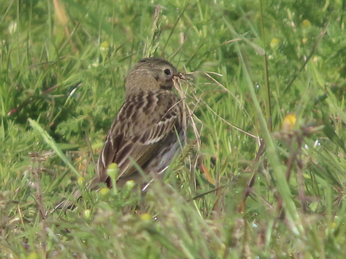 Meadow Pipit - ML619729094