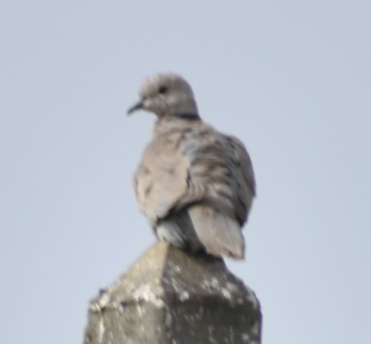 Eurasian Collared-Dove - ML619729097
