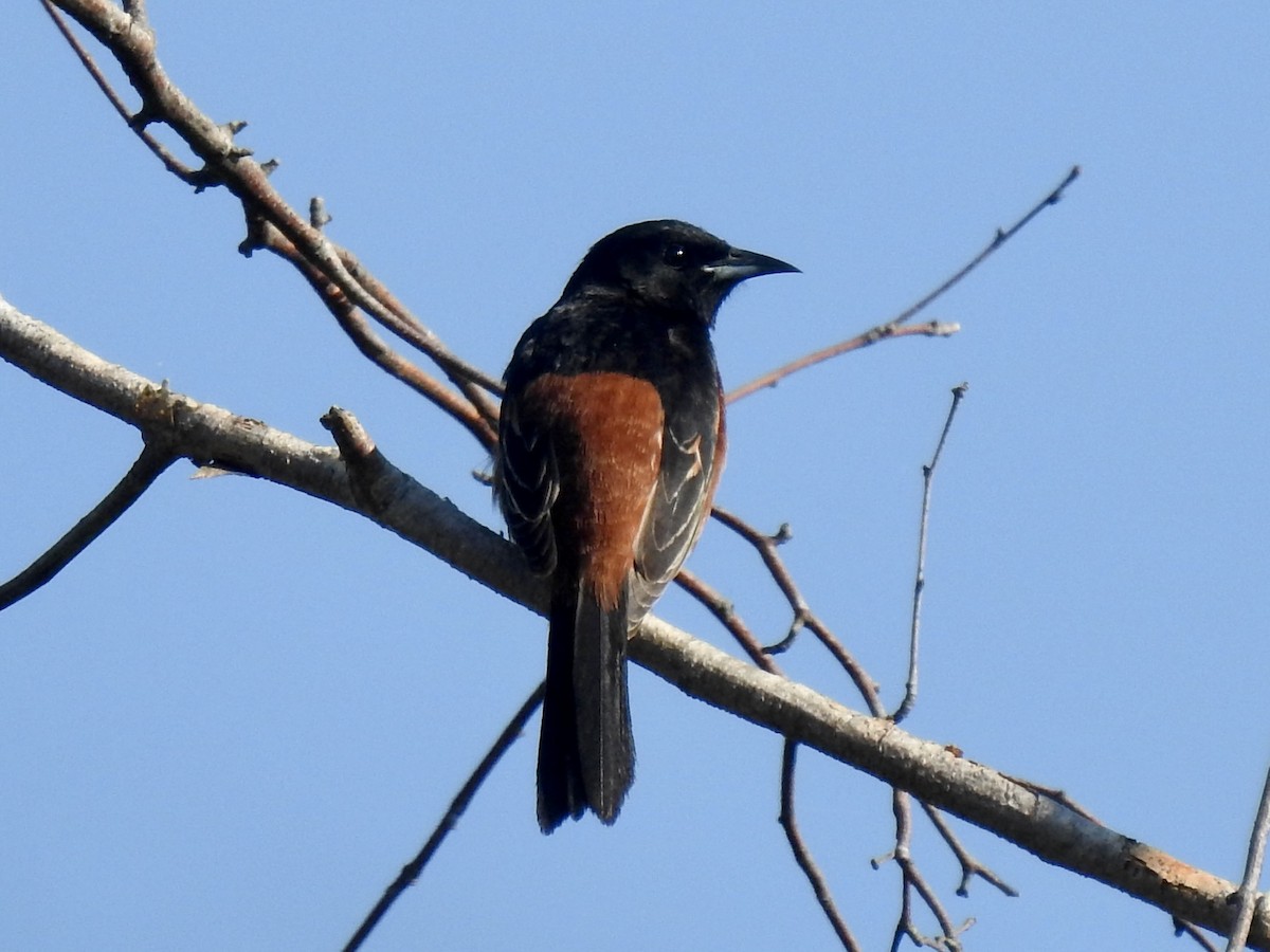 Orchard Oriole - ML619729114