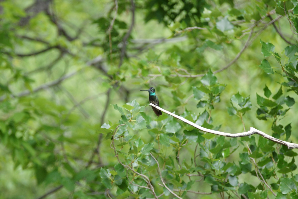 kolibřík skvostný - ML619729135
