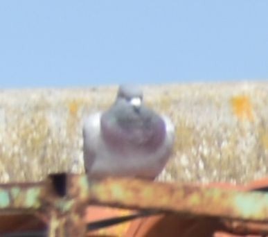 holub skalní (domácí) - ML619729143