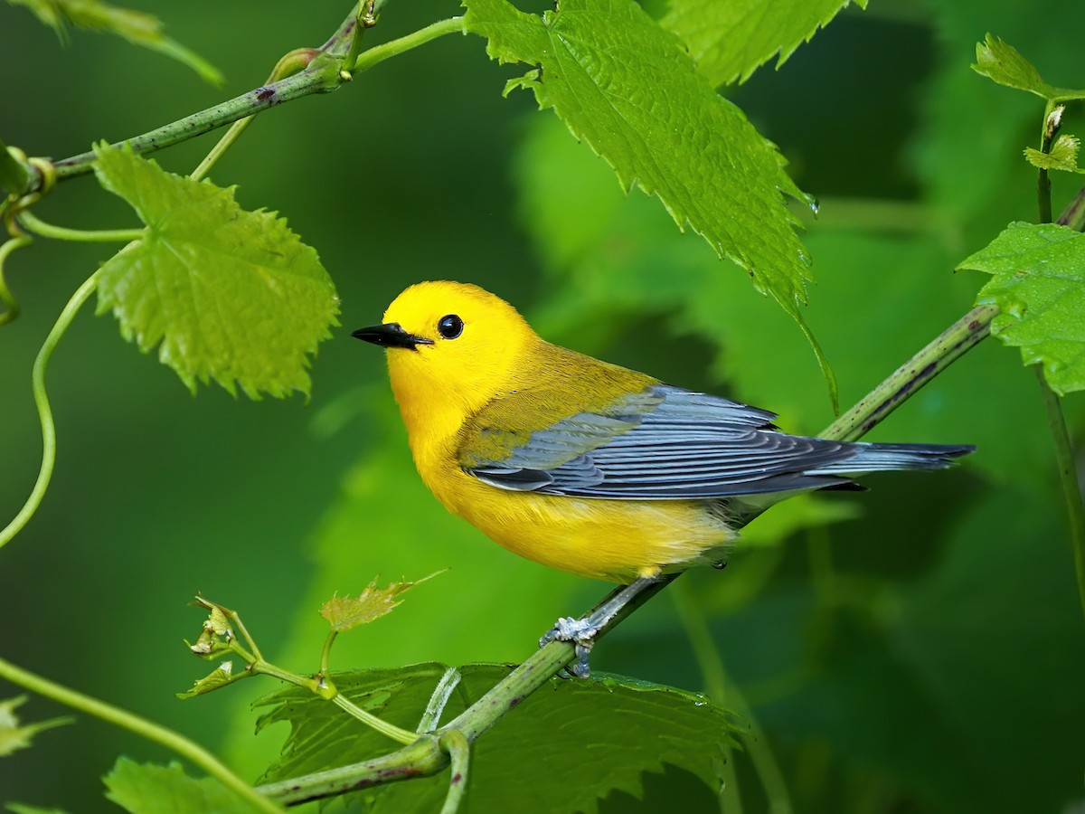 Prothonotary Warbler - ML619729148