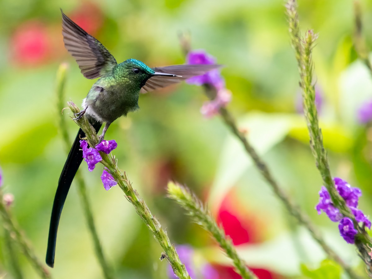 Long-tailed Sylph - ML619729152