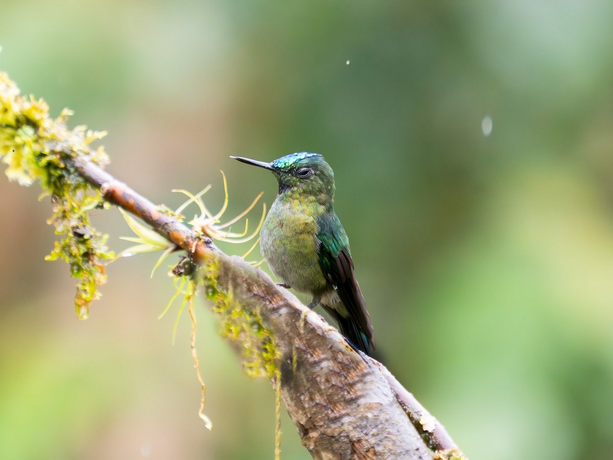 Long-tailed Sylph - ML619729153