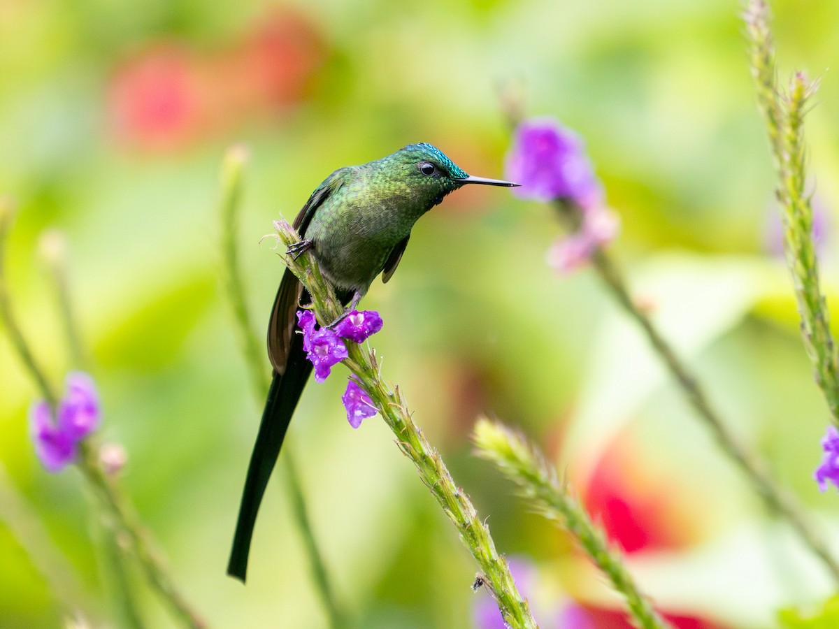 Long-tailed Sylph - ML619729154