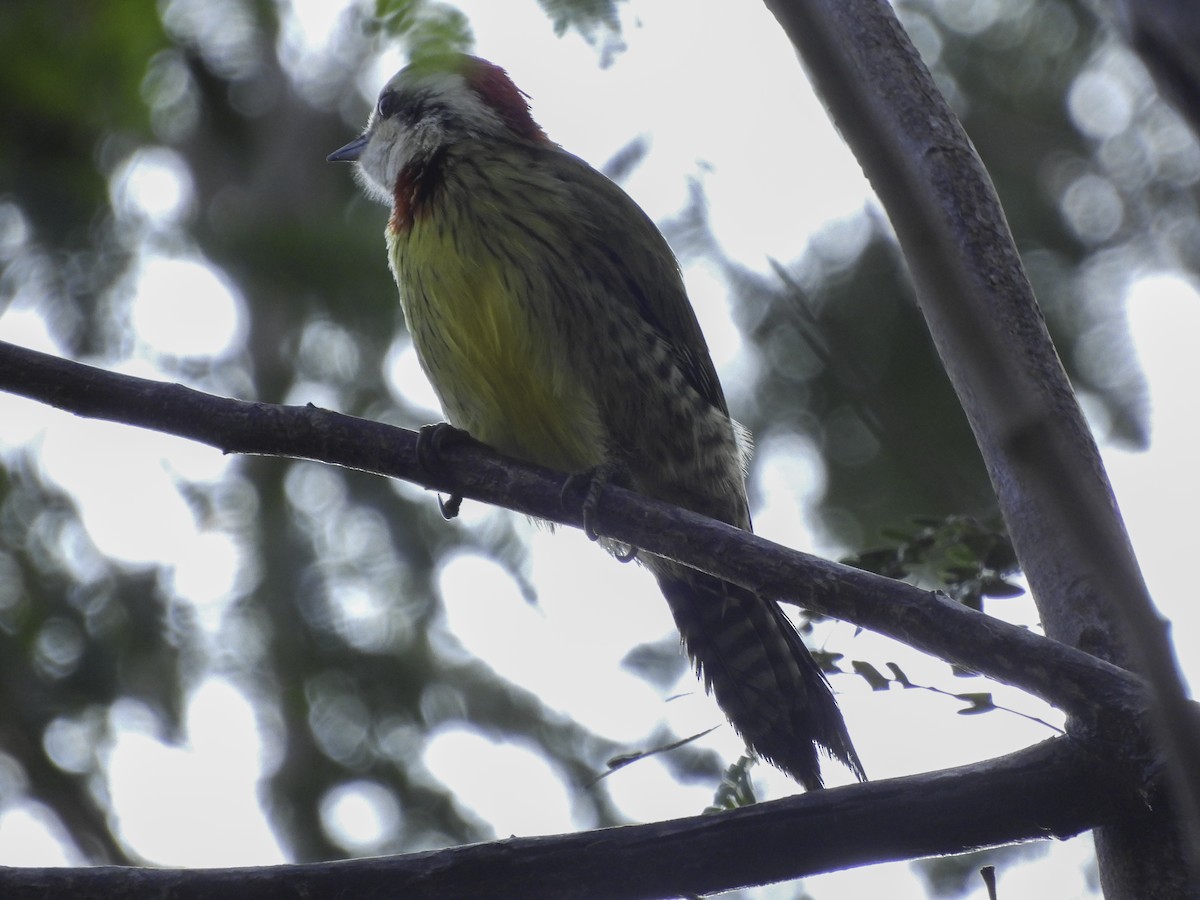 Cuban Green Woodpecker - ML619729173