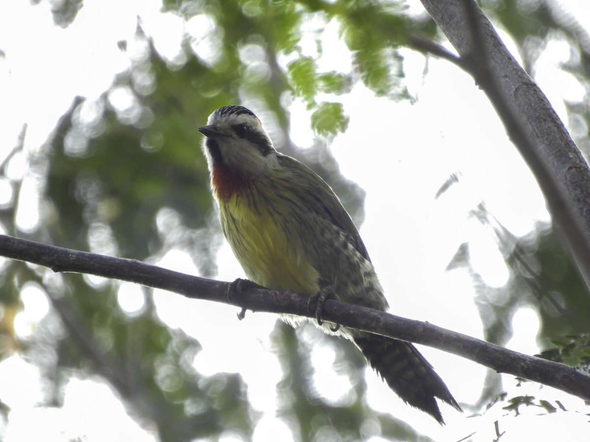 Cuban Green Woodpecker - ML619729180