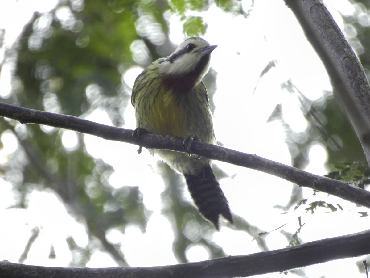 Cuban Green Woodpecker - ML619729182