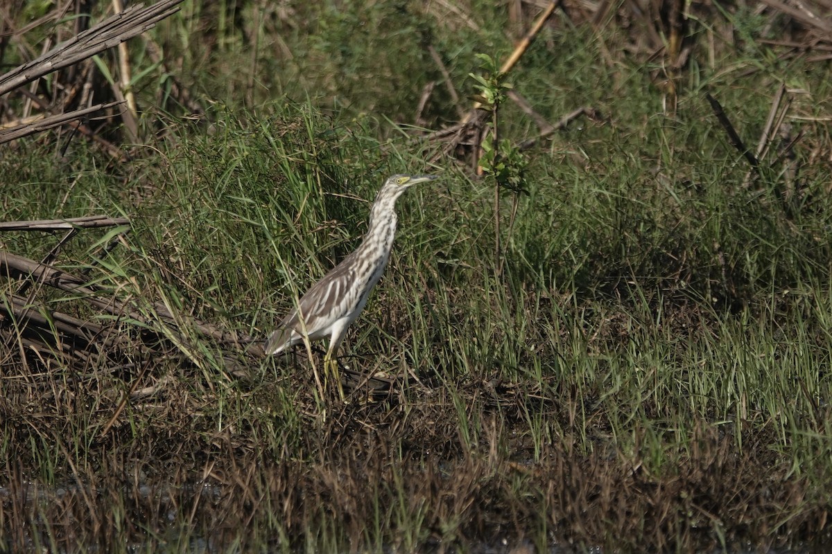 Malagasy Pond-Heron - ML619729186