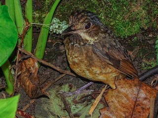  - Jhonathan Miranda - Wandering Venezuela Birding Expeditions - ML619729193