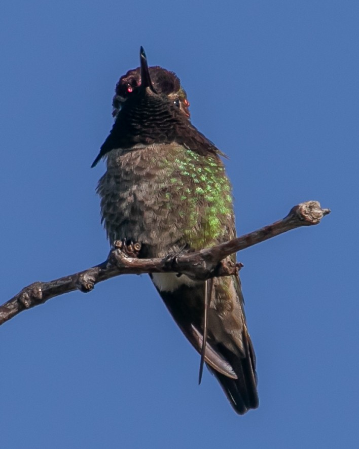 Anna's Hummingbird - ML619729282