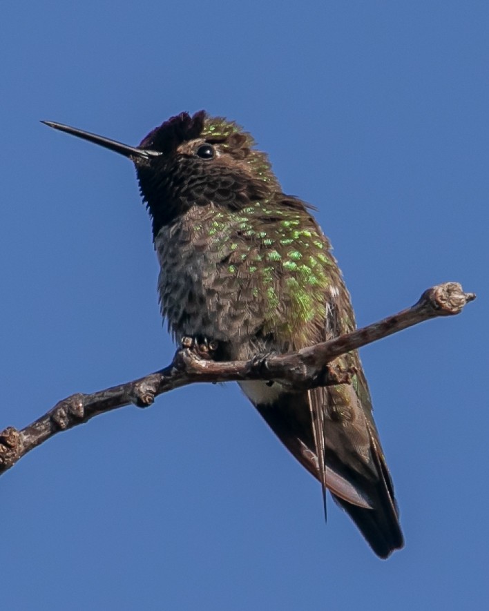 Anna's Hummingbird - ML619729283