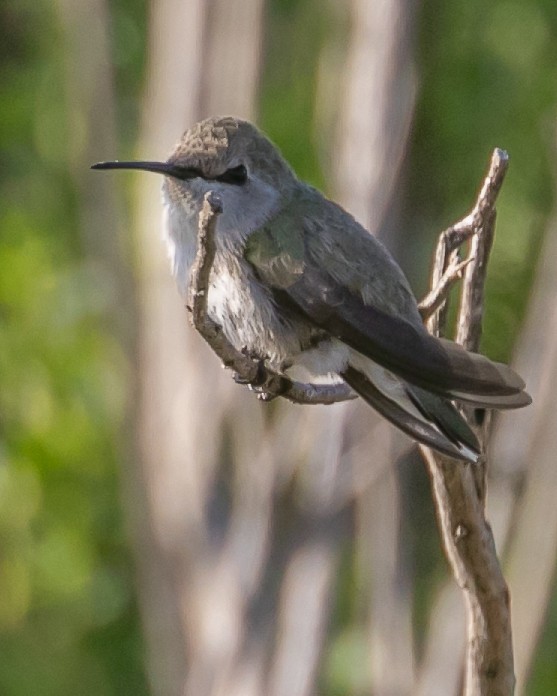 Costa's Hummingbird - ML619729284