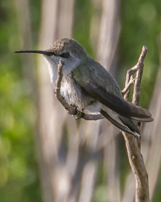 Costa's Hummingbird - ML619729285