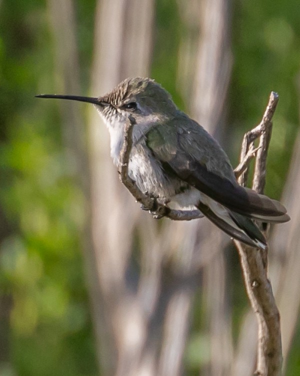 Costa's Hummingbird - ML619729286