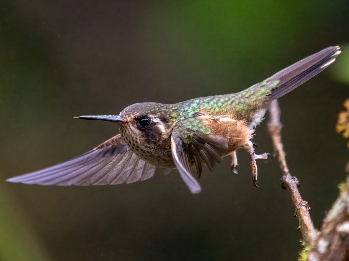 Speckled Hummingbird - ML619729288