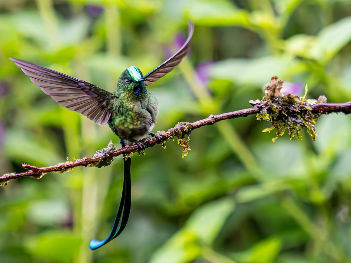 Long-tailed Sylph - ML619729307
