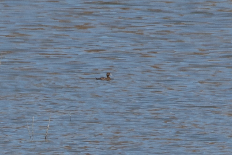 Greater Scaup - ML619729318