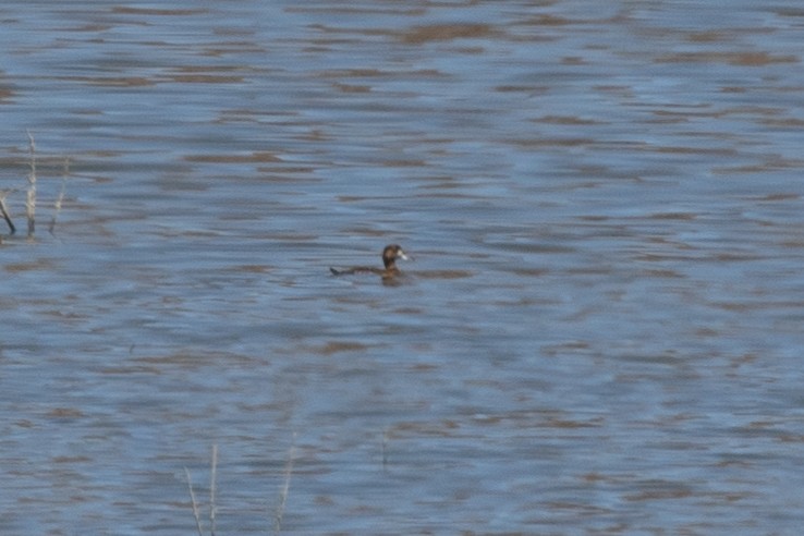 Greater Scaup - ML619729321