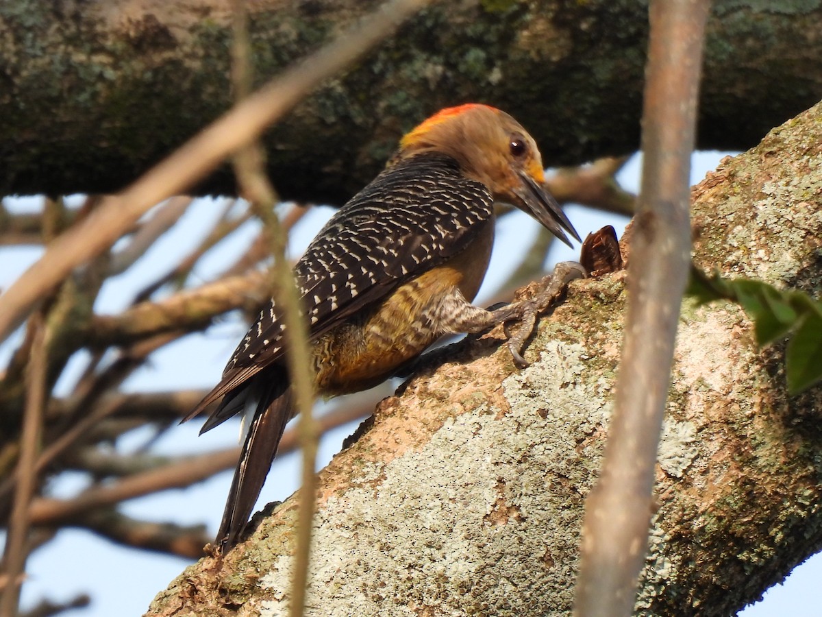 Golden-fronted Woodpecker - ML619729332