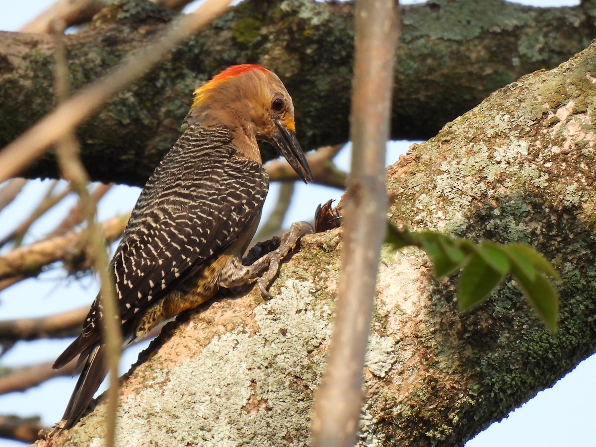 Golden-fronted Woodpecker - ML619729333