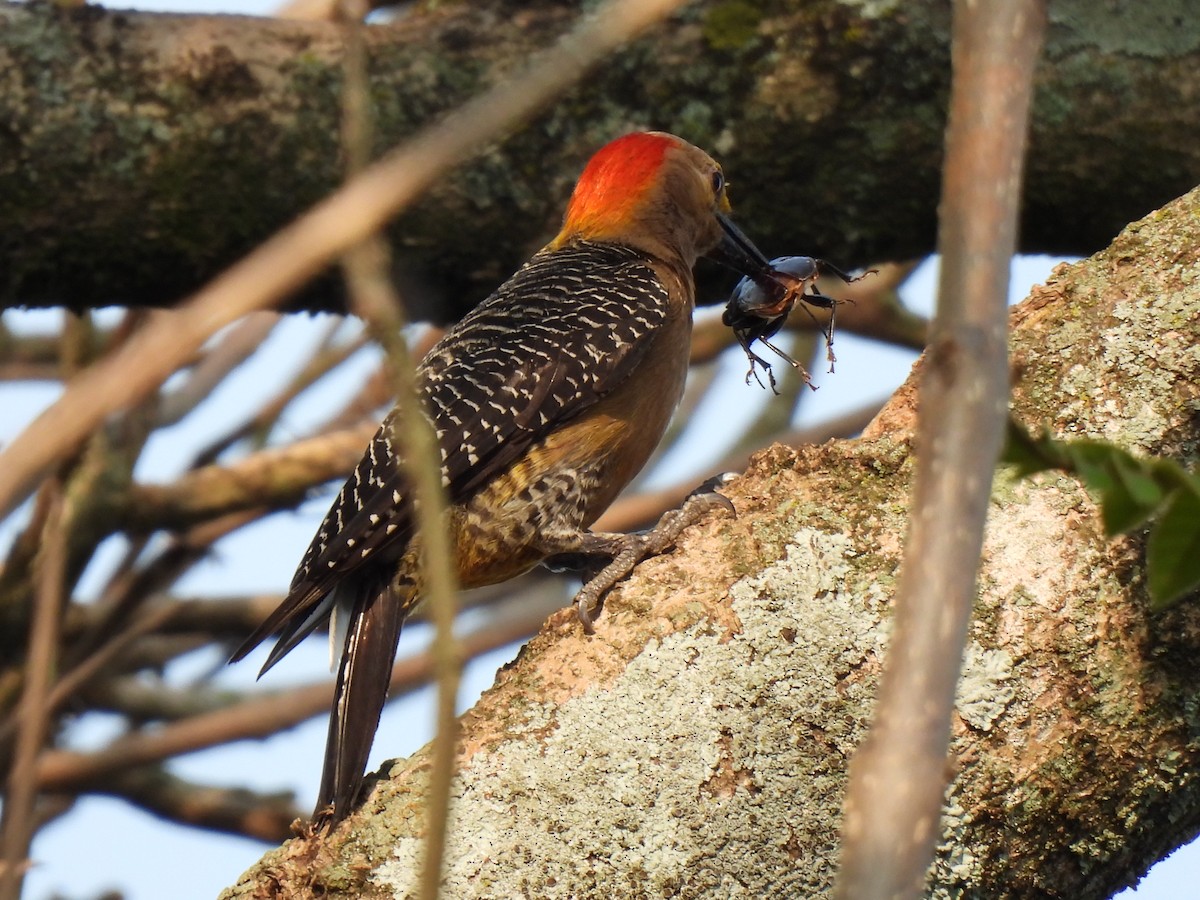 Golden-fronted Woodpecker - ML619729334