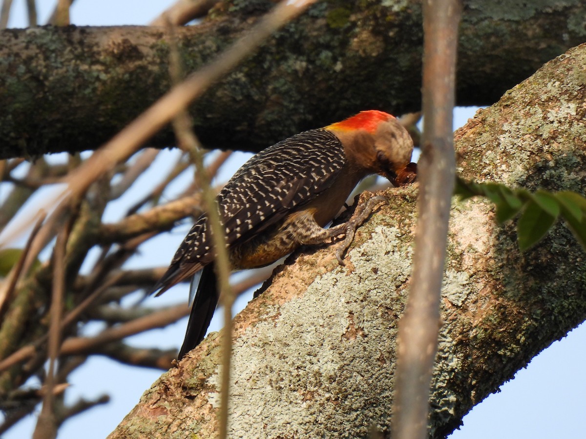 Golden-fronted Woodpecker - ML619729335