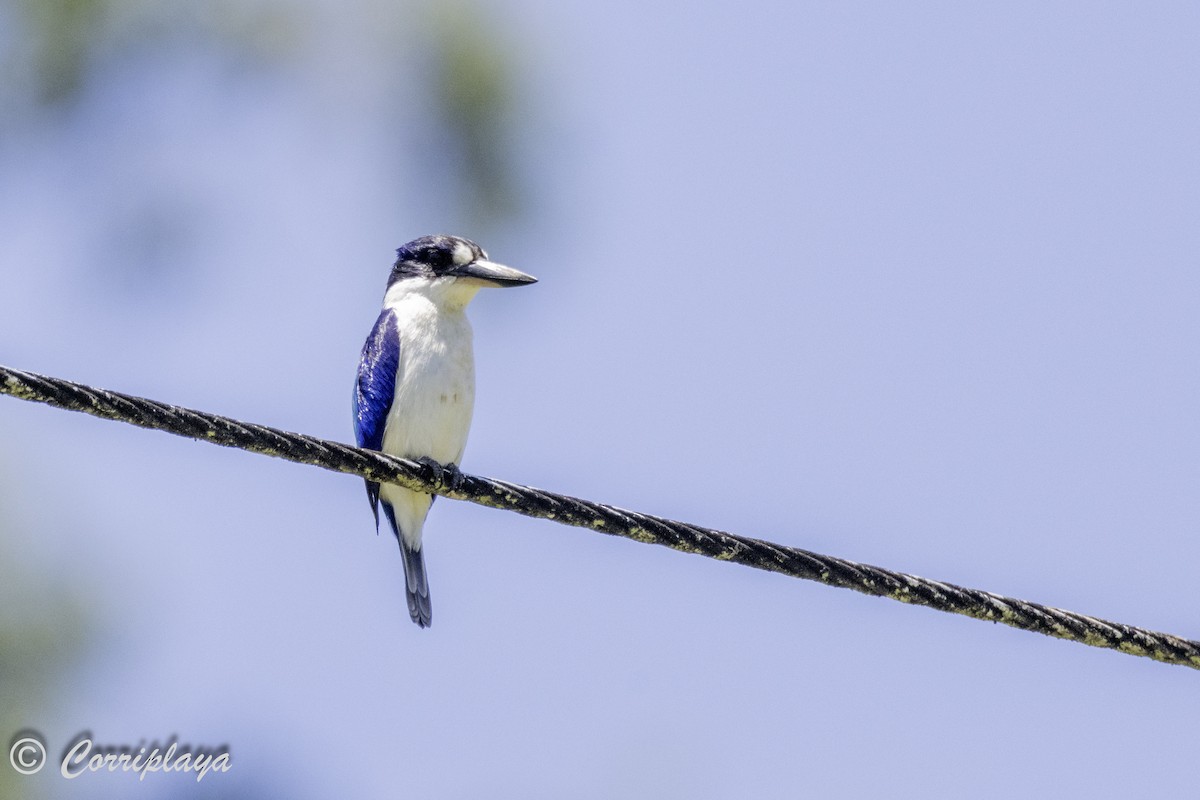 Forest Kingfisher - ML619729338