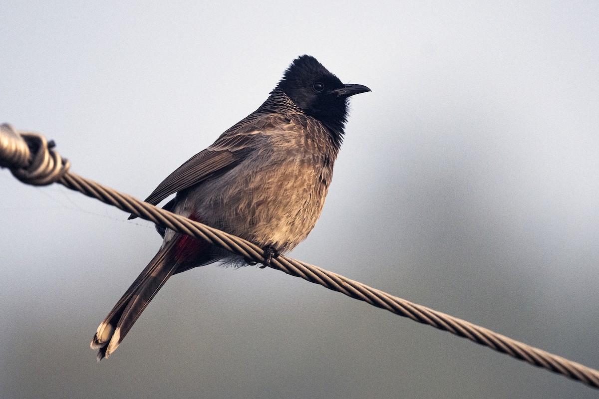 Red-vented Bulbul - ML619729345
