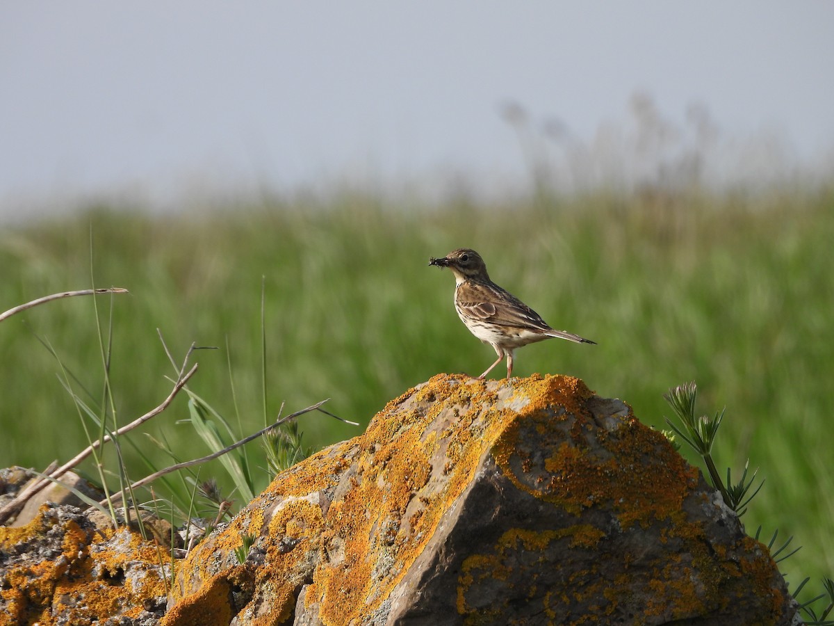 Meadow Pipit - ML619729351