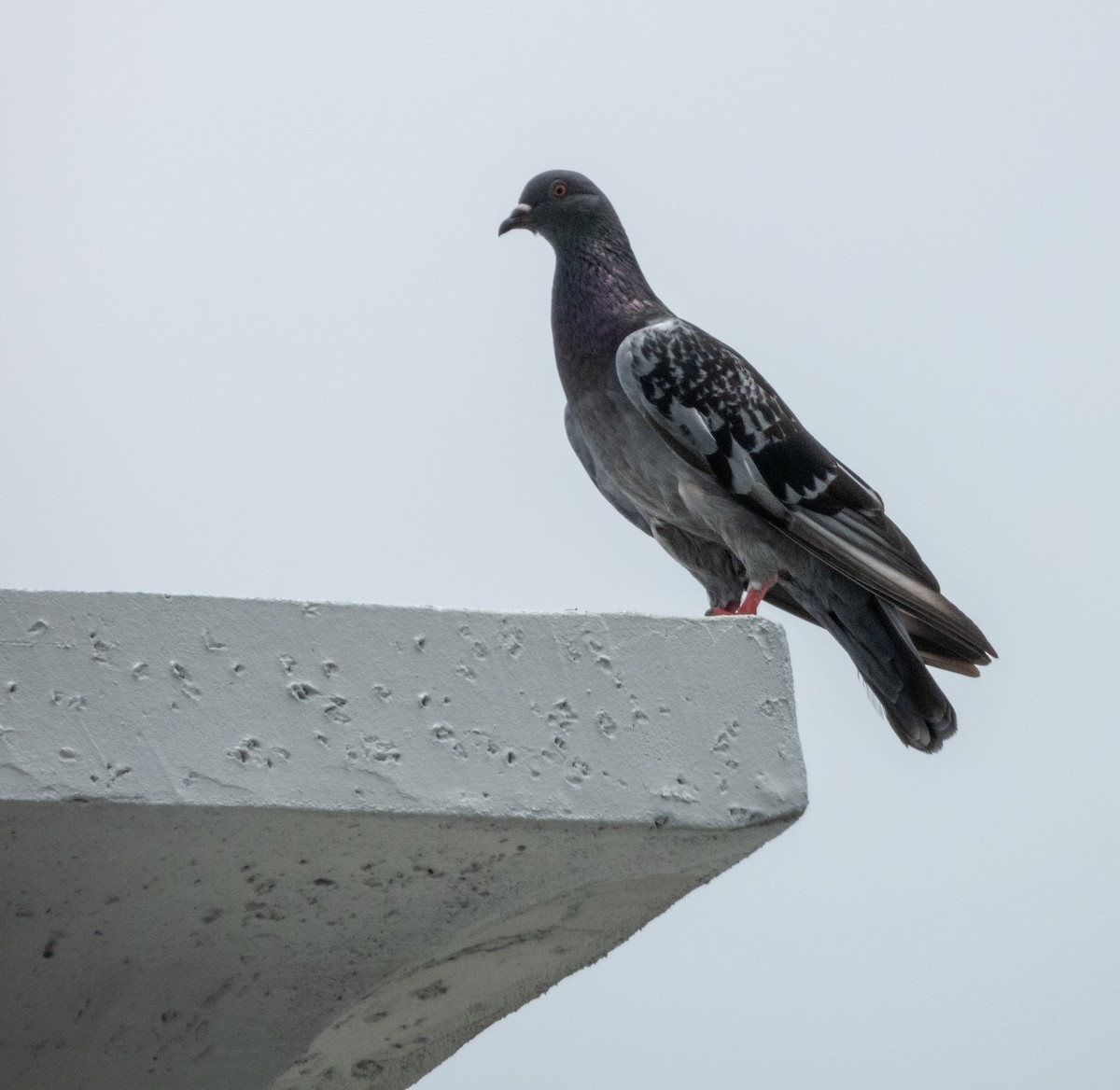 Pigeon biset (forme domestique) - ML619729361