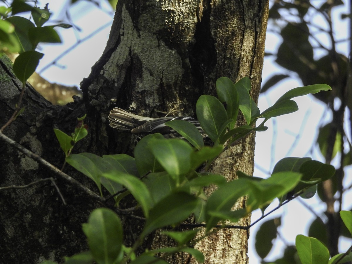 Black-and-white Warbler - ML619729411