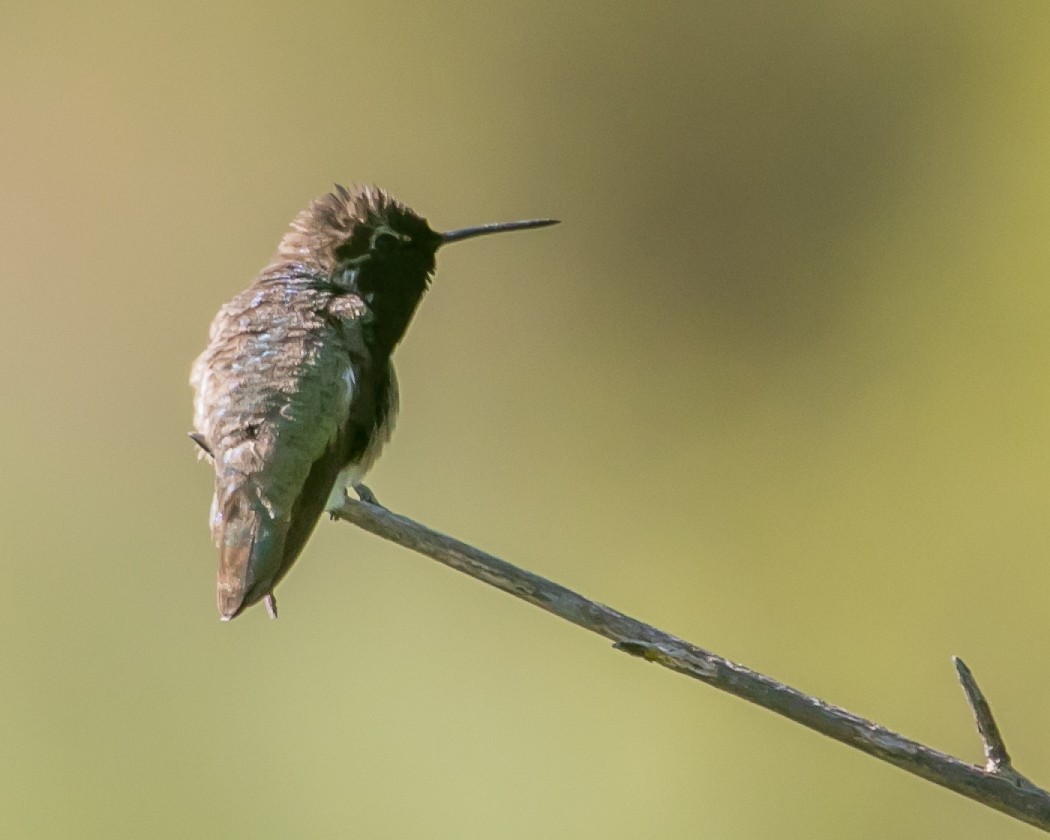Costa's Hummingbird - ML619729418