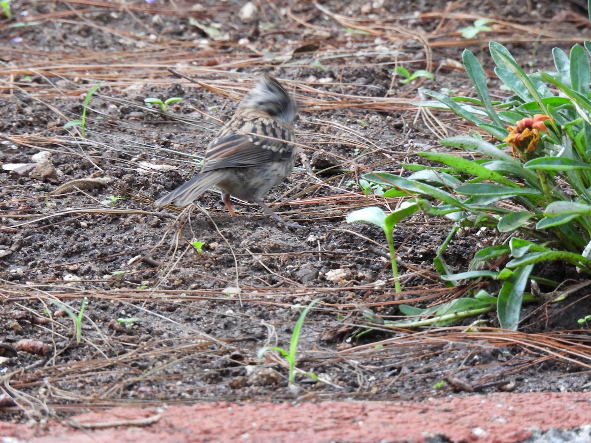 Rufous-collared Sparrow - ML619729429