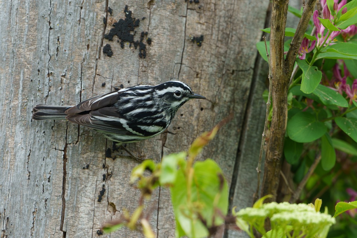 Black-and-white Warbler - ML619729513