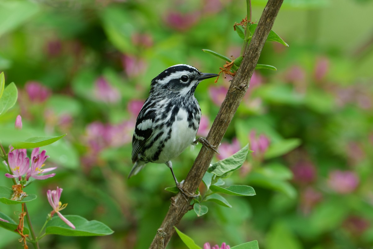Black-and-white Warbler - ML619729518