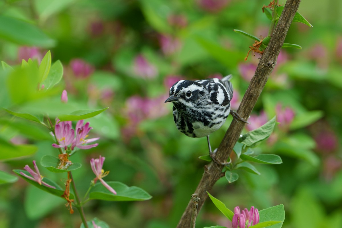 Black-and-white Warbler - ML619729533