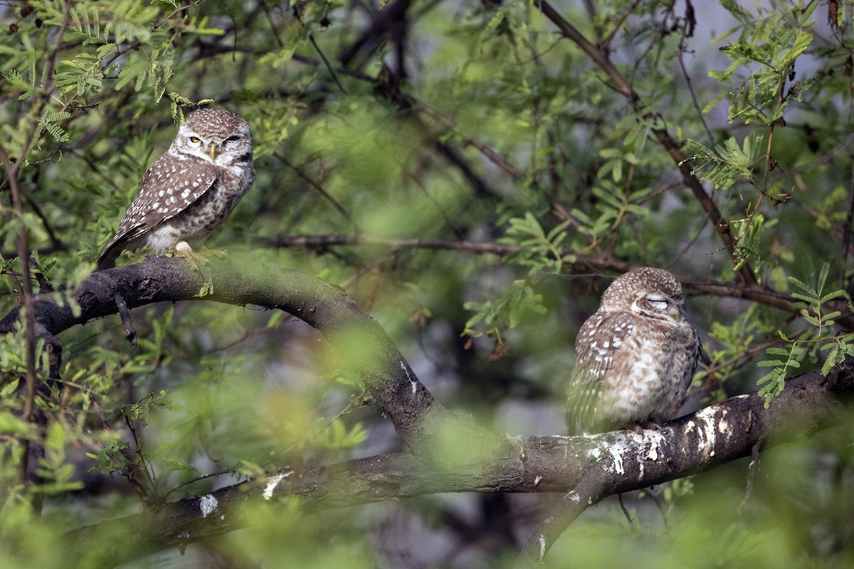 Spotted Owlet - ML619729592
