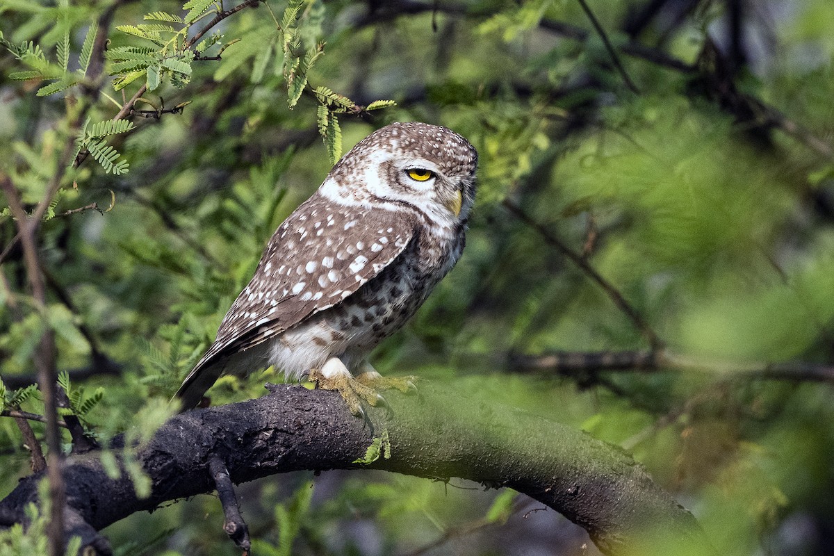 Spotted Owlet - ML619729593