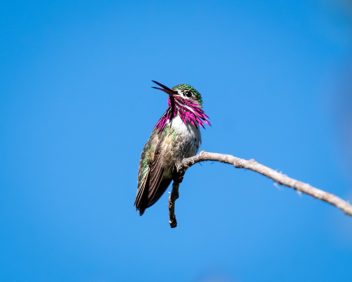 Calliope Hummingbird - ML619729594